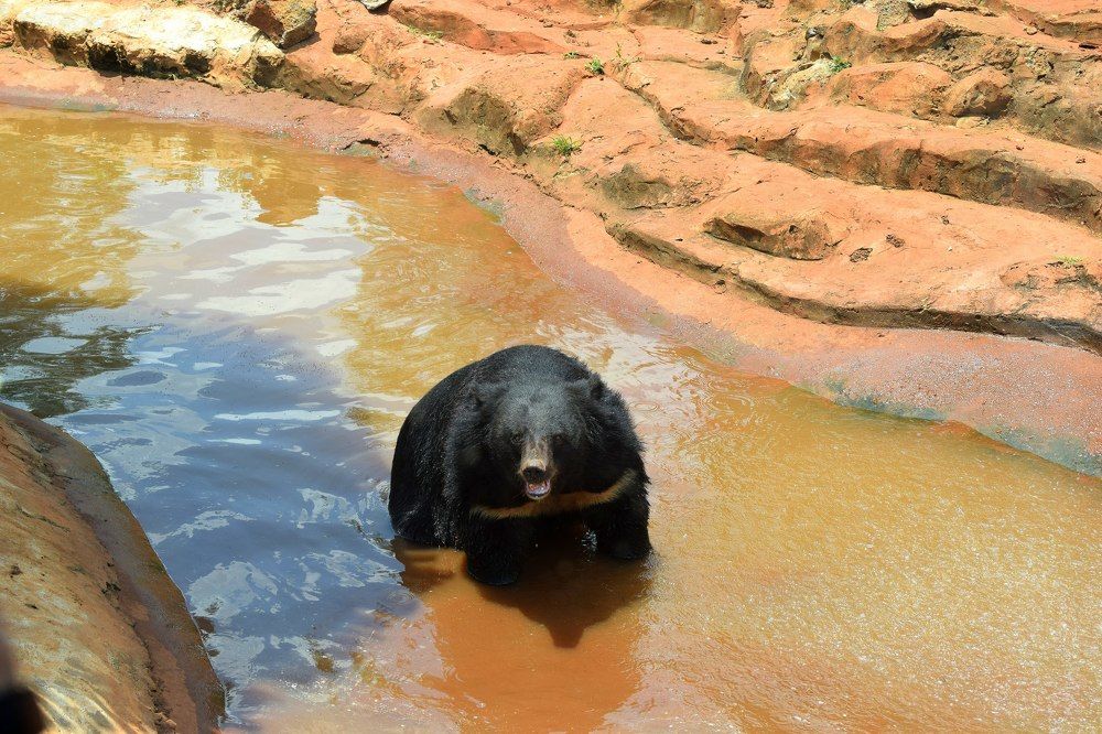 Пора искупаться