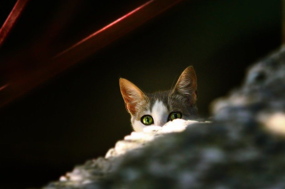 Прятки Василисы