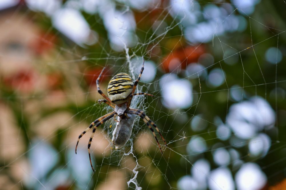 Spider