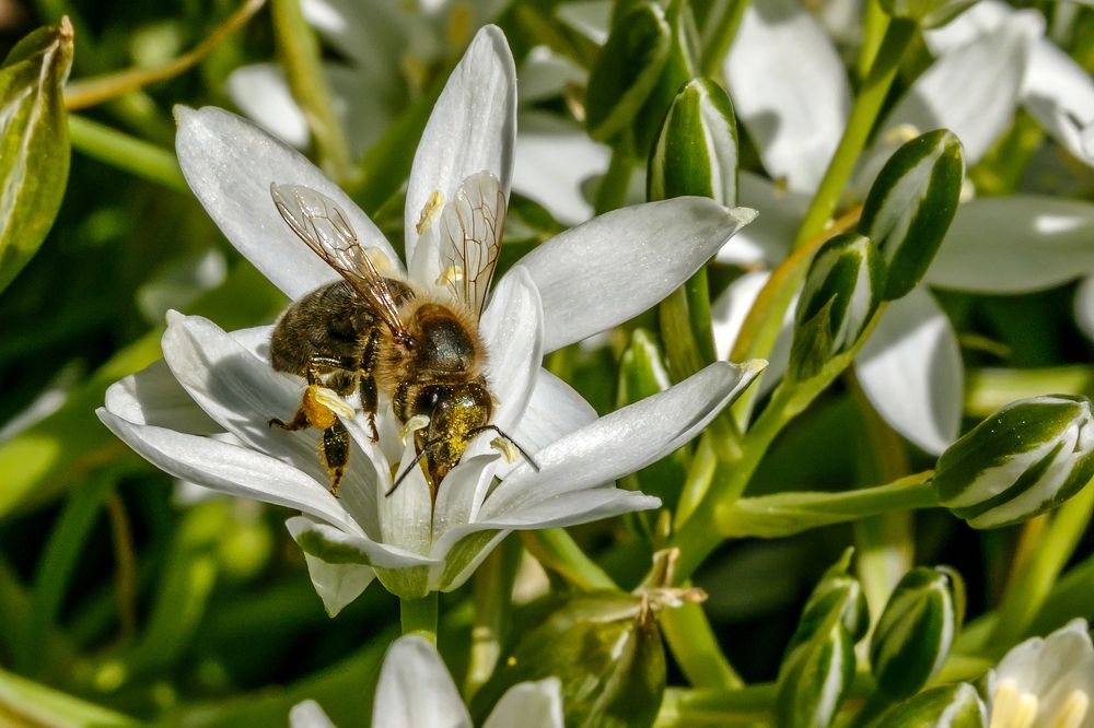 Пчёлка Майя.