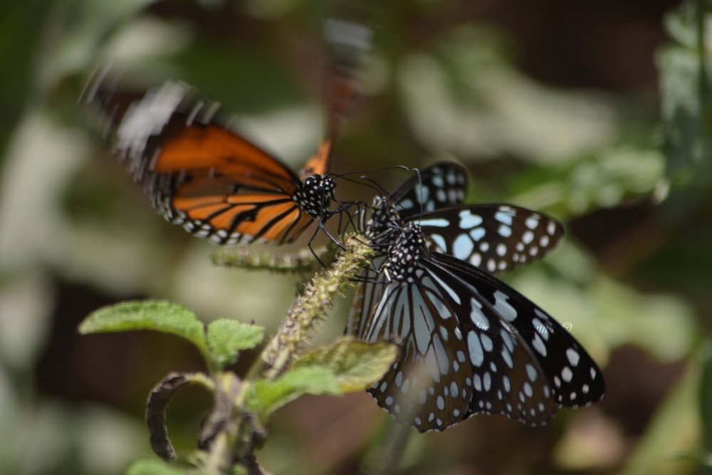 Photograph by Shirley irantha Sooriyaarachchi