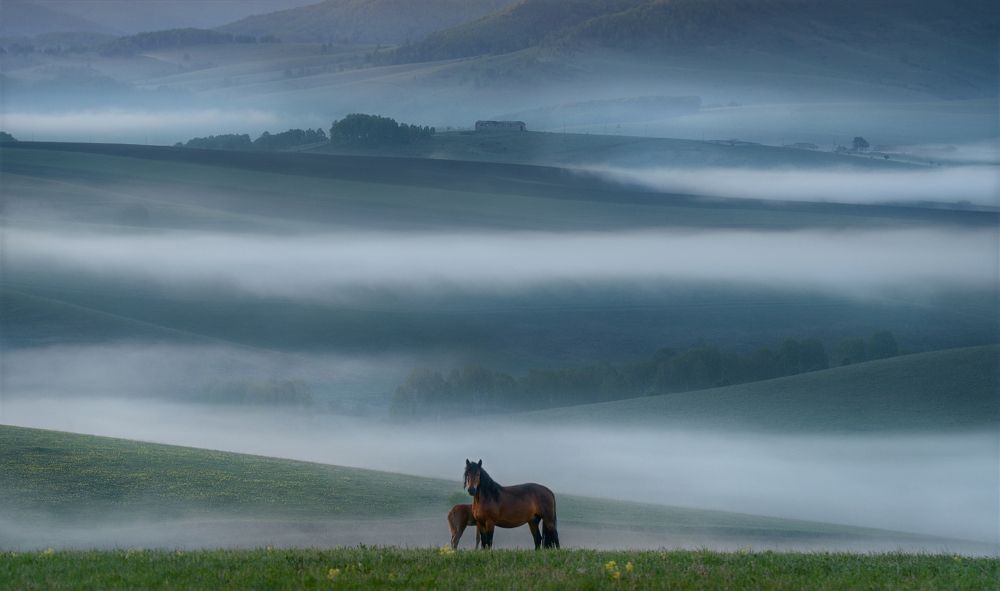 Ходят кони ...