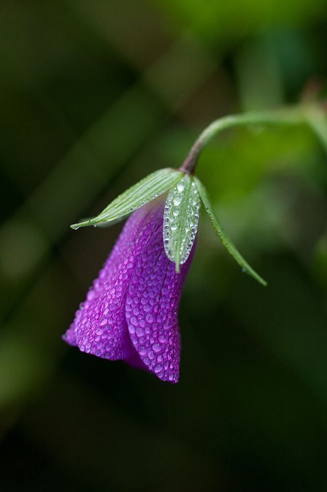 Photograph by Елена Алексеевна Тарасенкова