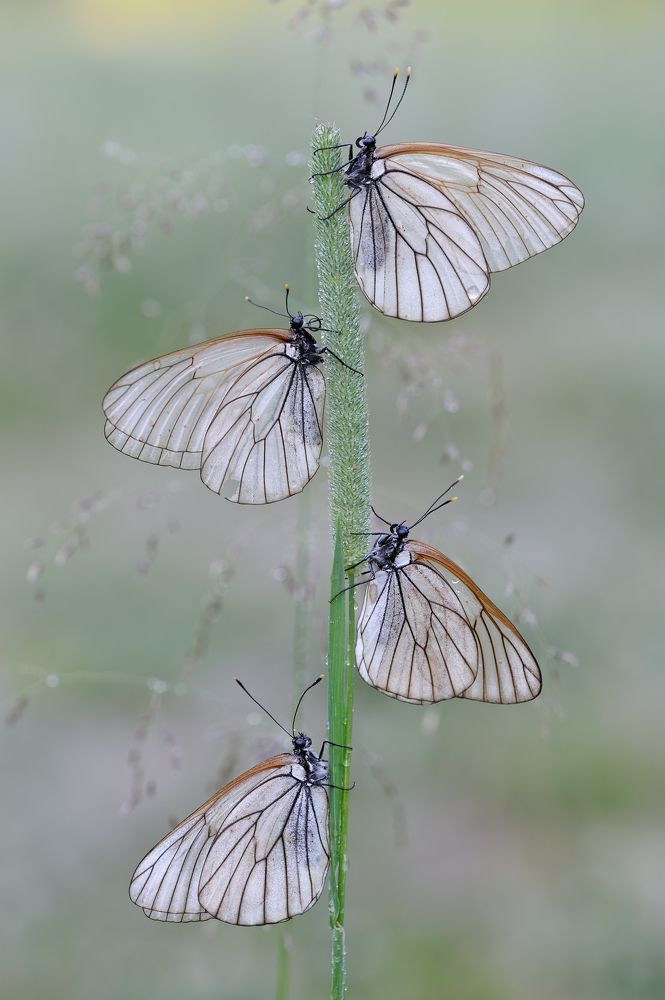 Уральская кадриль.