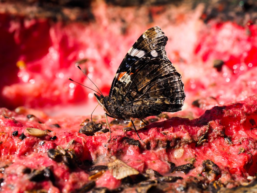 Бабочка и арбуз
