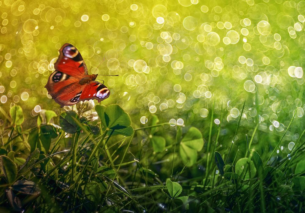 Шоколадница