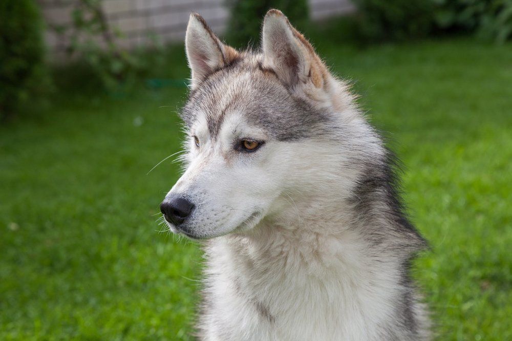 Сибирский хаски
