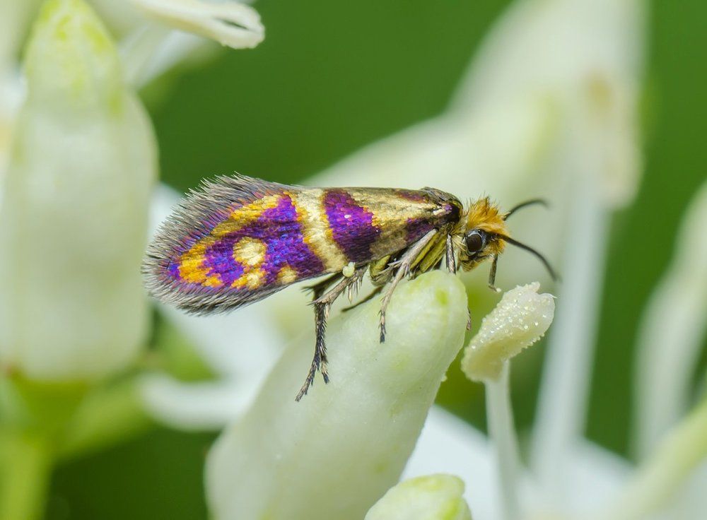 Яркая малютка