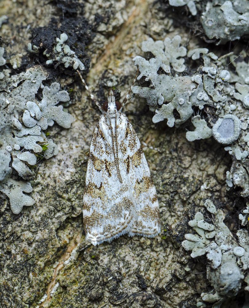 Бабочки на бабочке