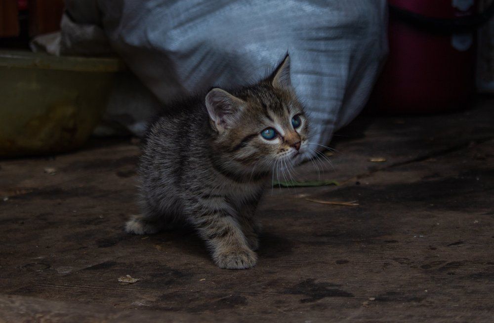 Полосатый малыш