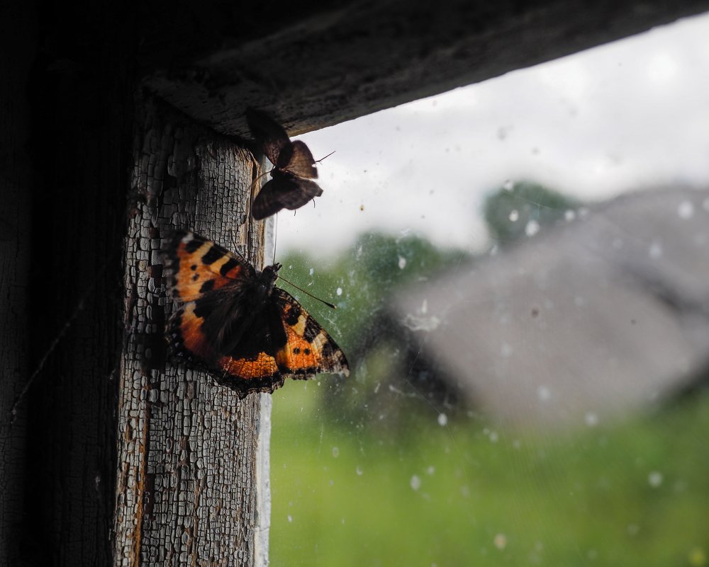В заброшенной деревне
