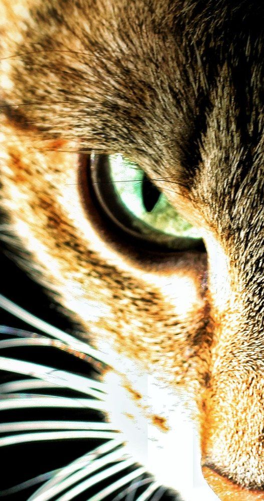 Страшнее кошки зверя нет