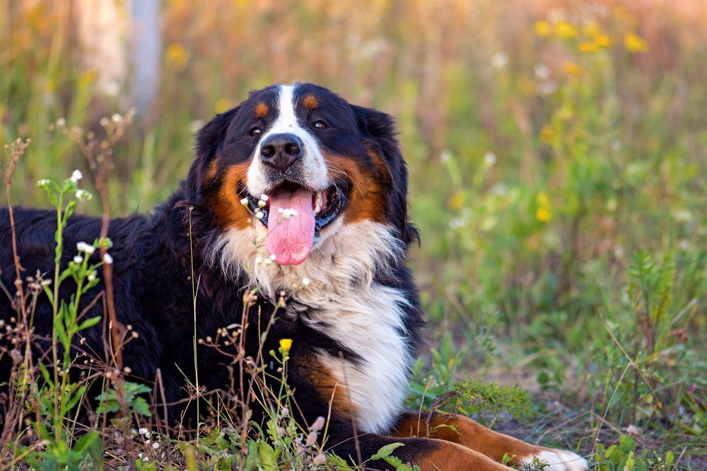 Бернский зенненхунд по кличке Ной.
