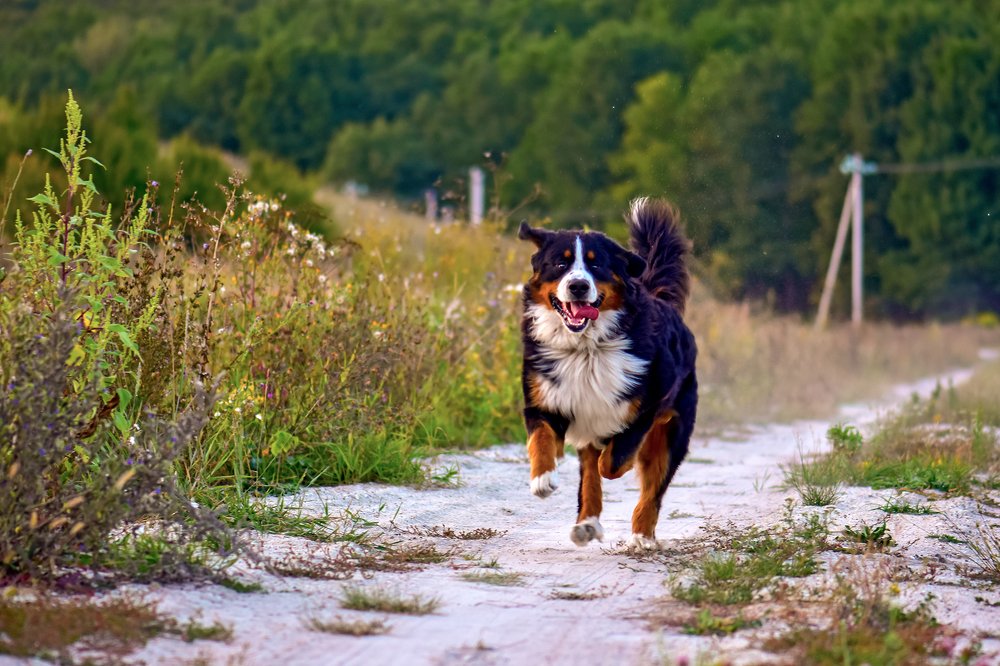 Собачья радость!