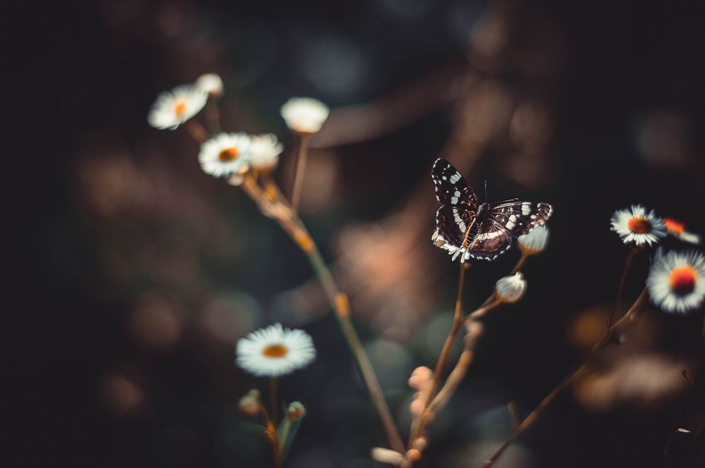 Photograph by Карпова Валентина