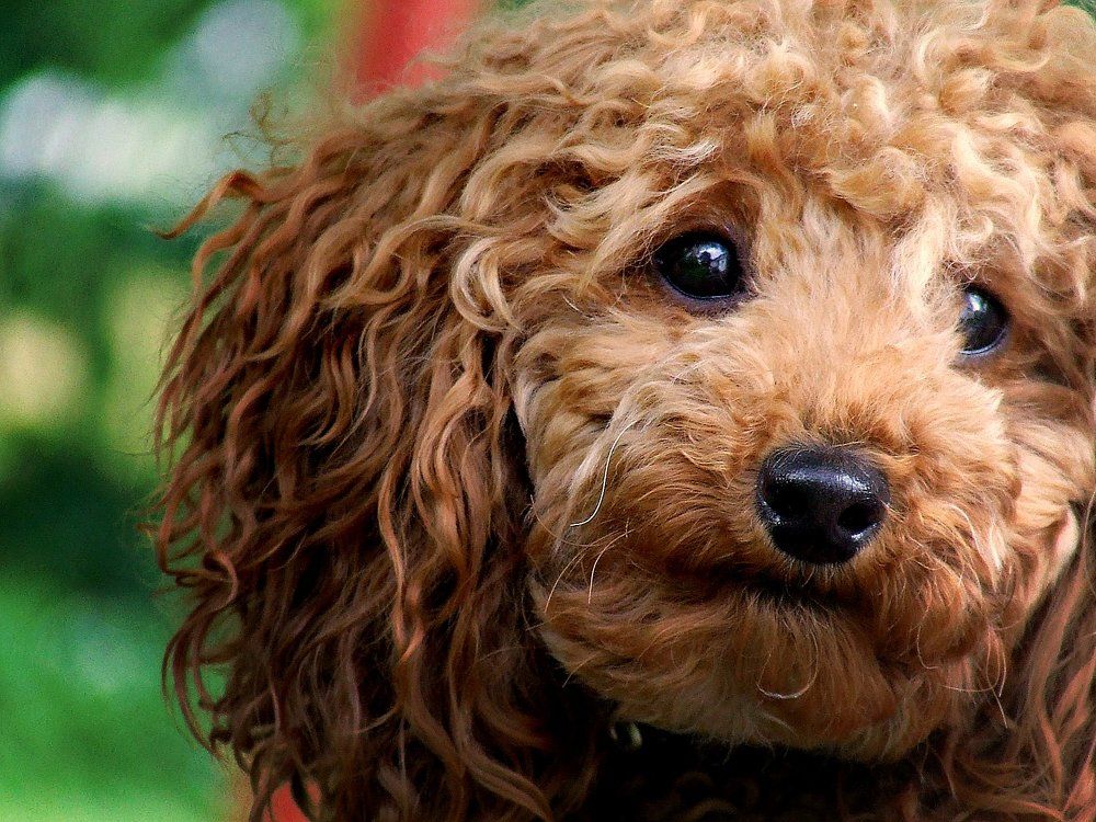 Любопытная Варвара