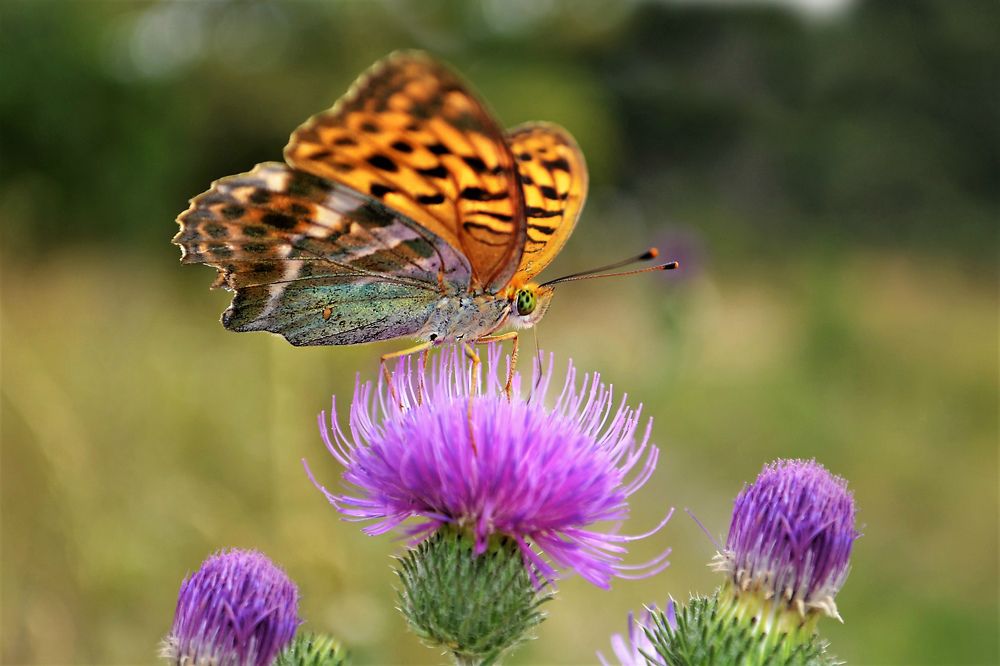 Доброе утро..