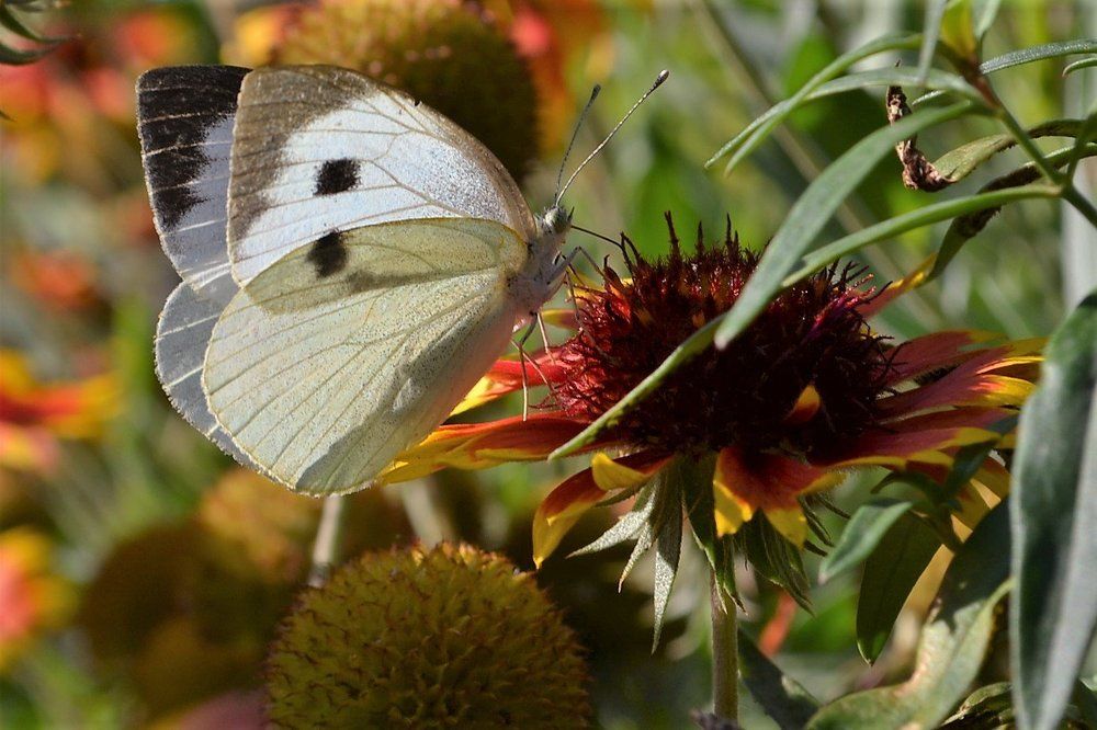 Бабочка и цветок