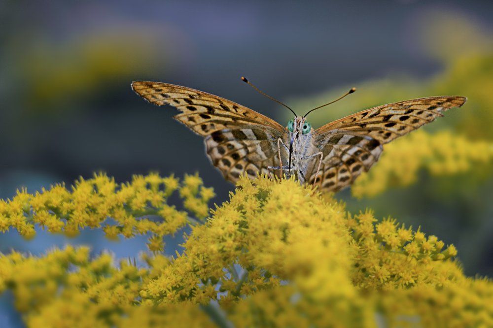 Зеленоглазка