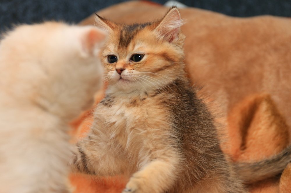 Анжелика в защите