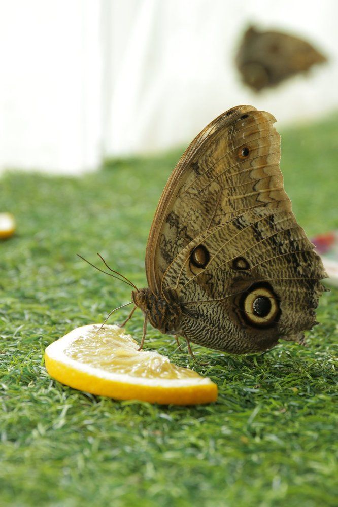 Лакомство для бабочки