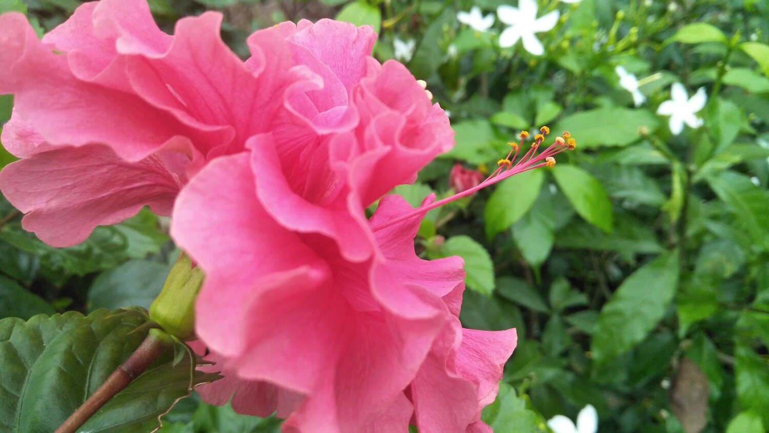 The Beautiful flower bud