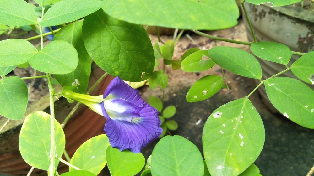 Velvet flower