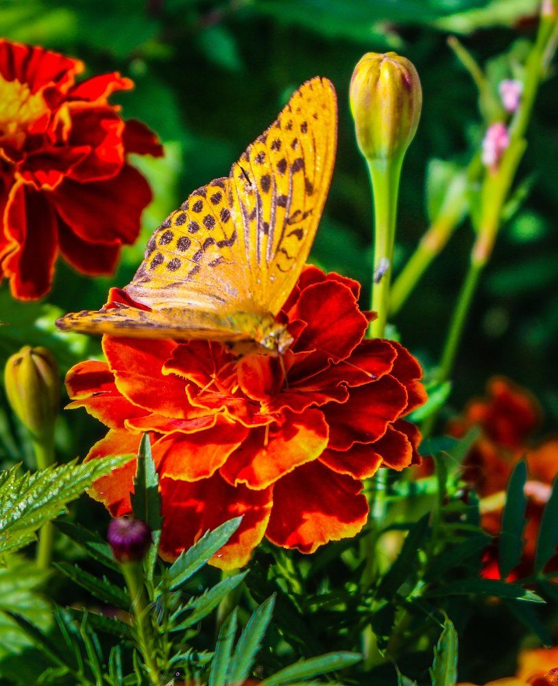 Бабочка и цветок.