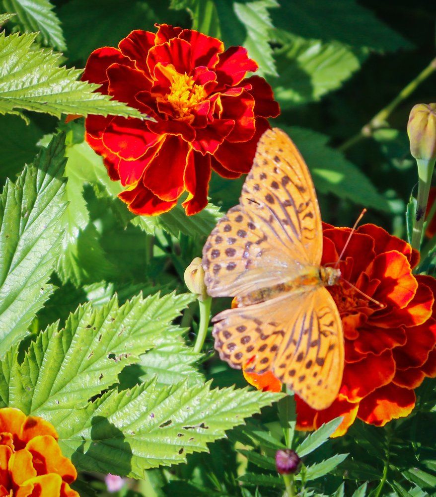 Бабочка и цветок.