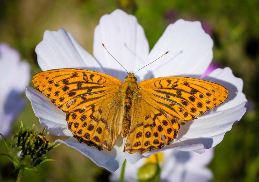 Бабочка и цветок.