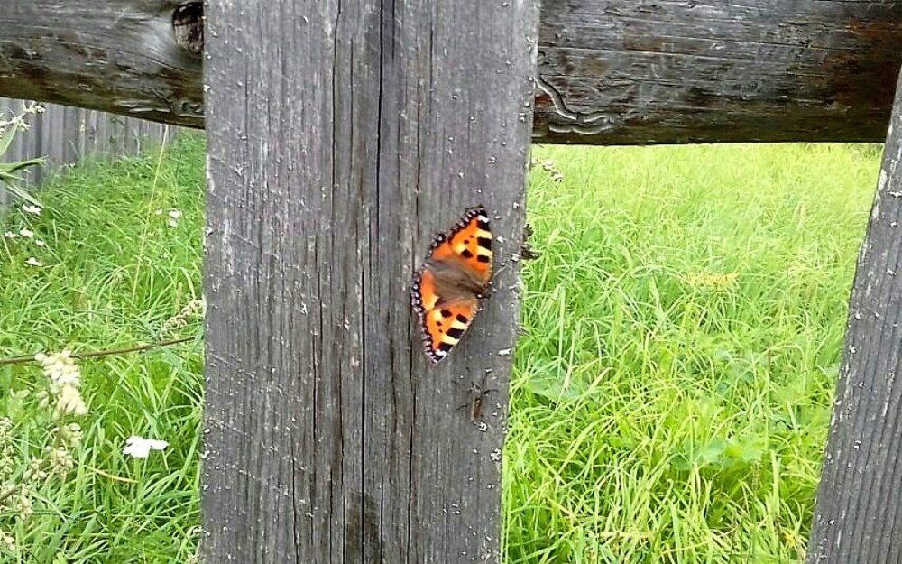 Крапивница