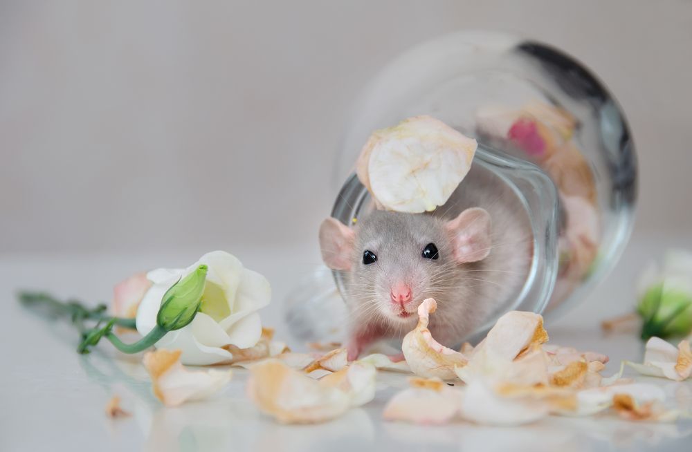 Маленький эстет