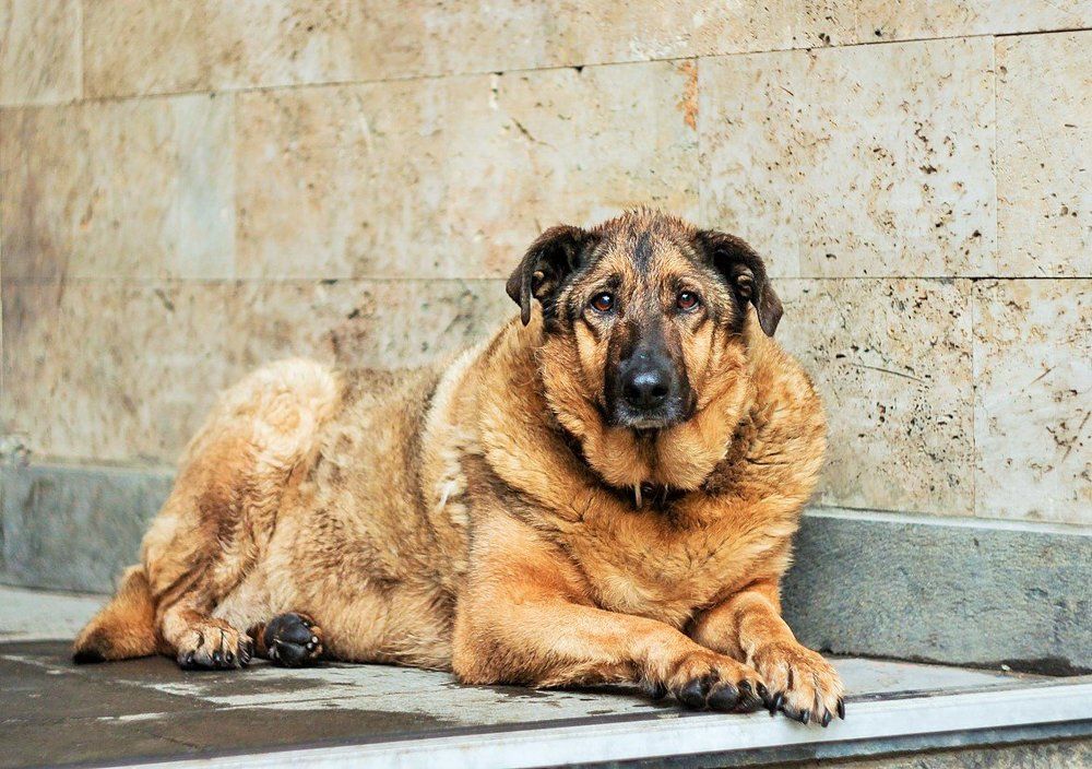 собачья жизнь