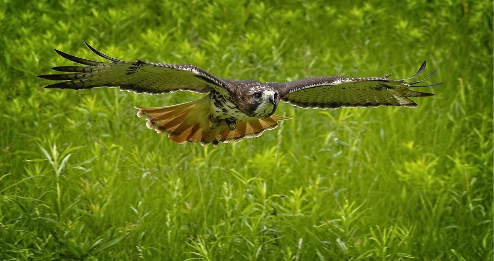 Red tailed hawk in flight