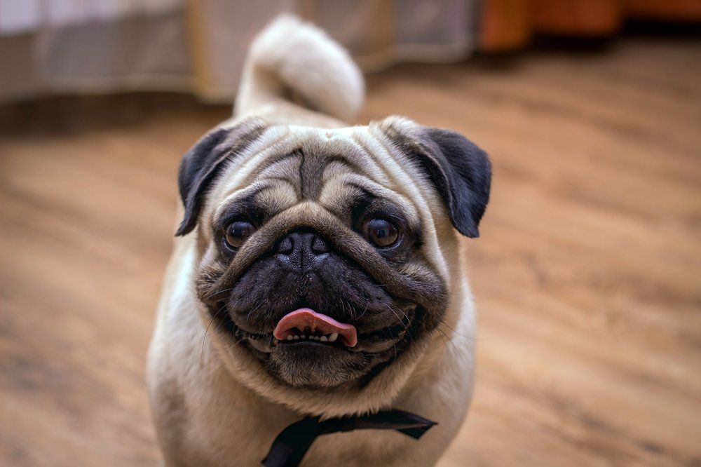 Декоративная собака - мопс.