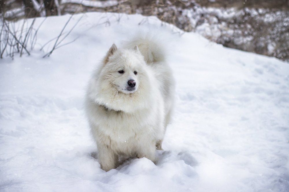 Самоедская лайка на прогулке.