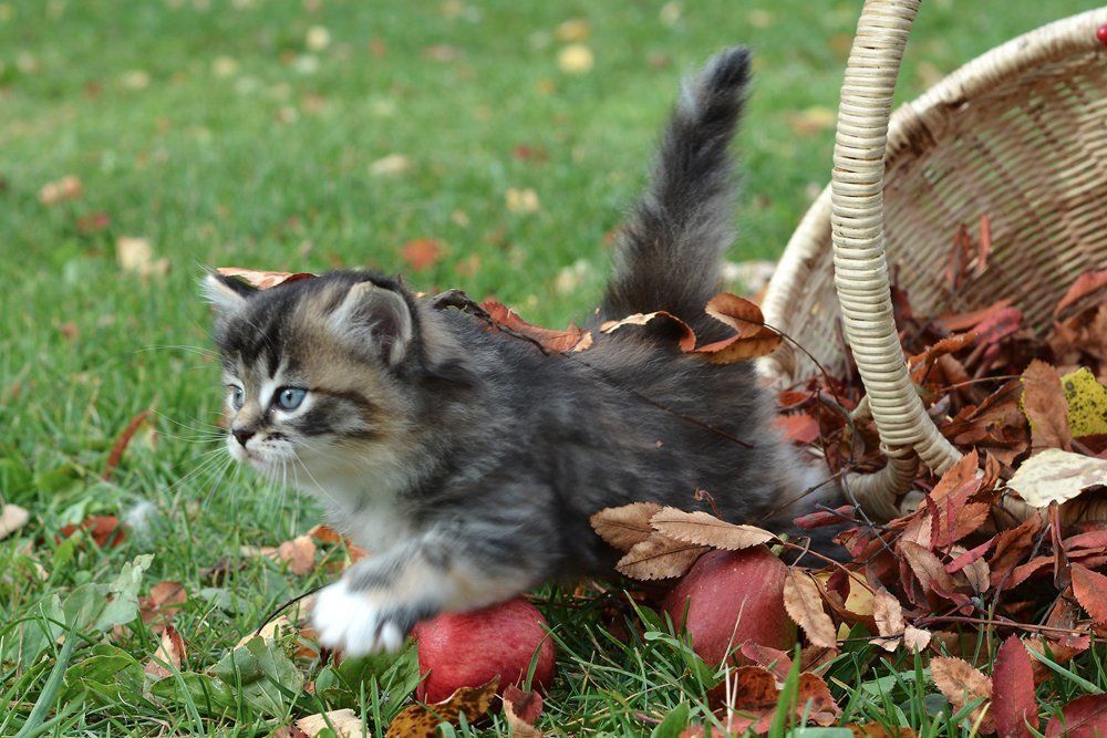 Осенней порою