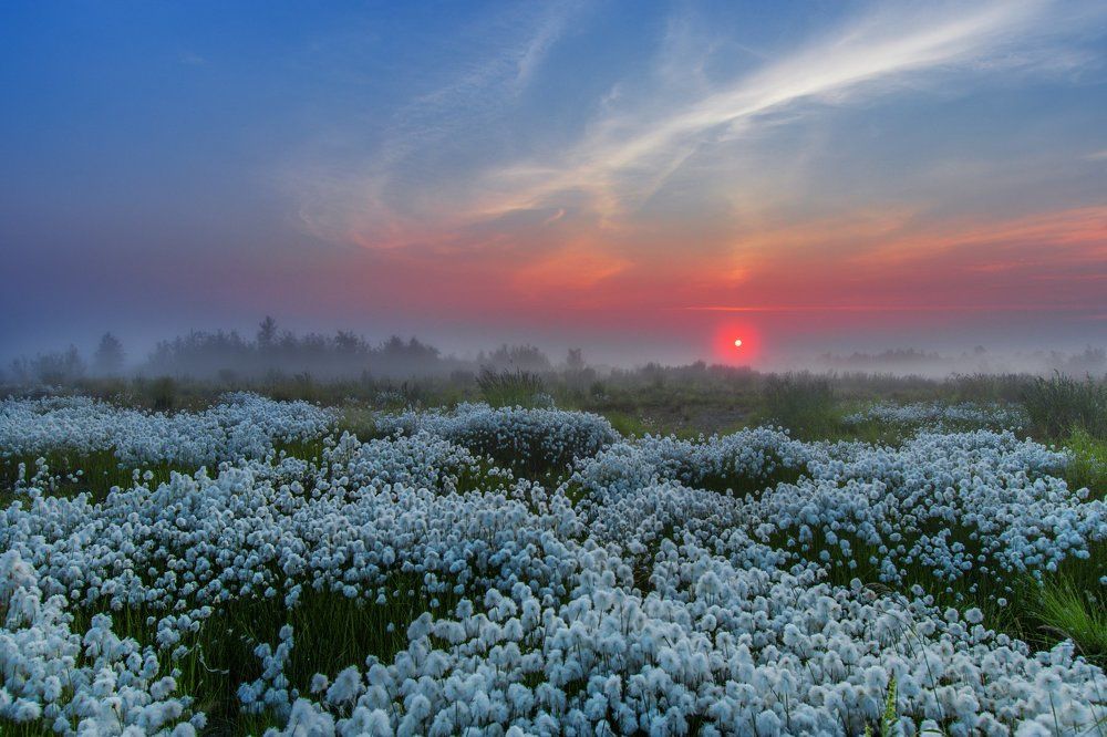 "Зорька и пушица"