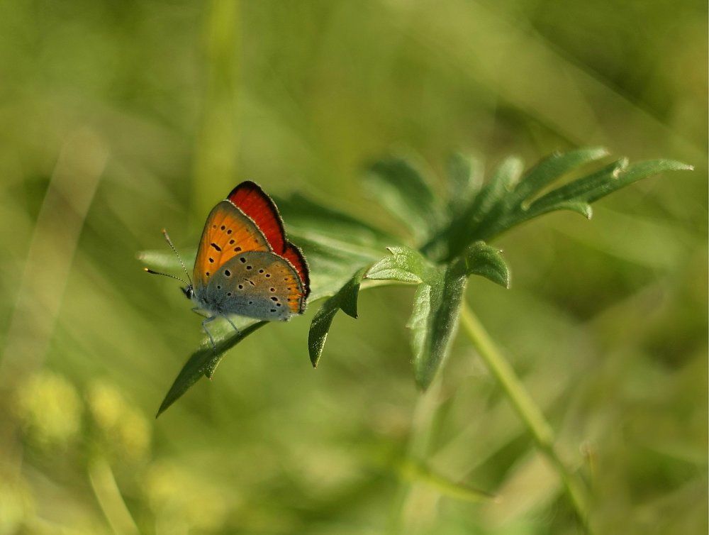 Бабочка огненный червонец