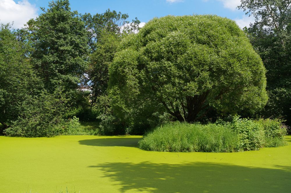 Да будет всё зеленым!