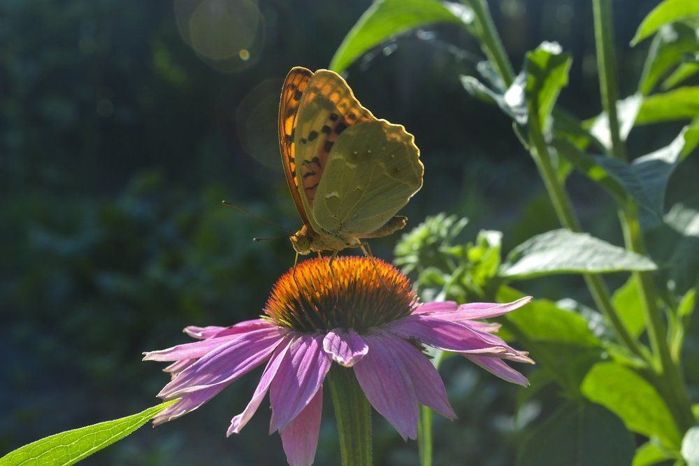 Крылатая модель