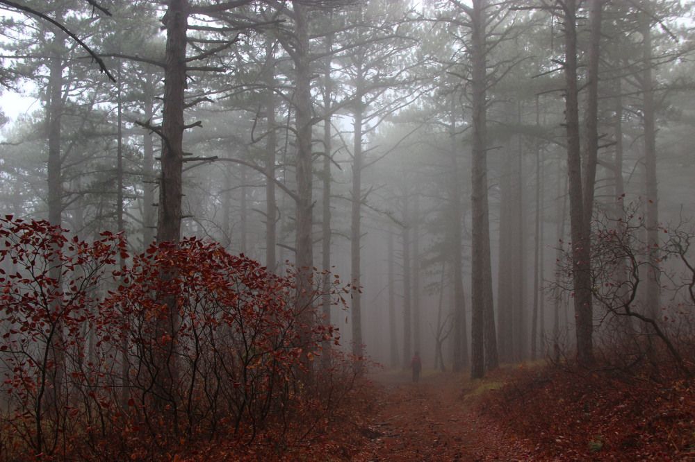 Время красных листьев