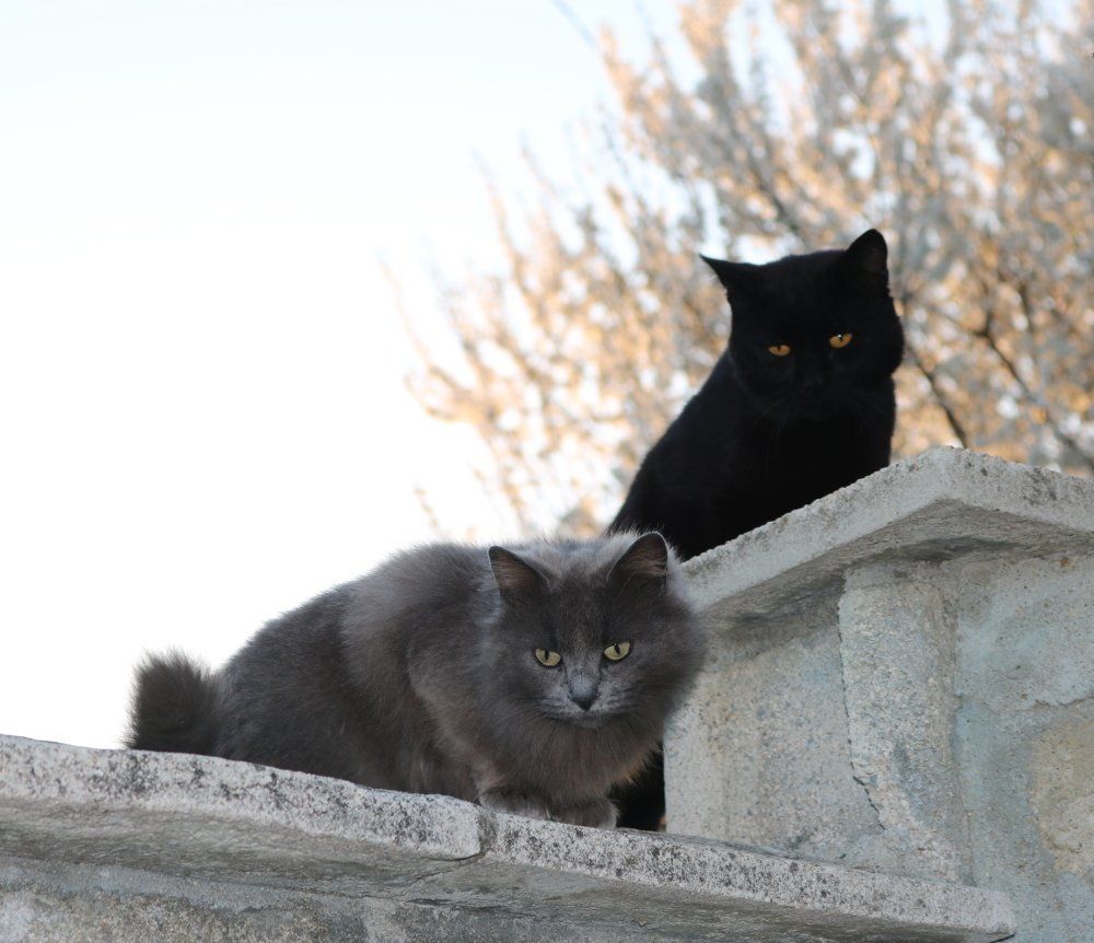 Любопытные