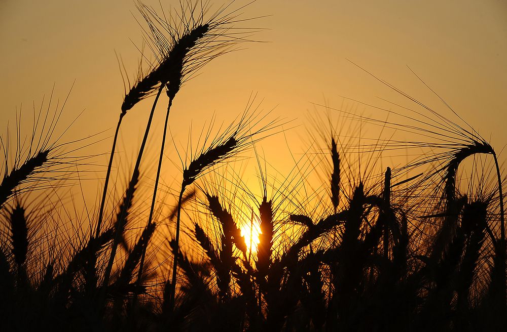 Landscape in the Egyptian countryside