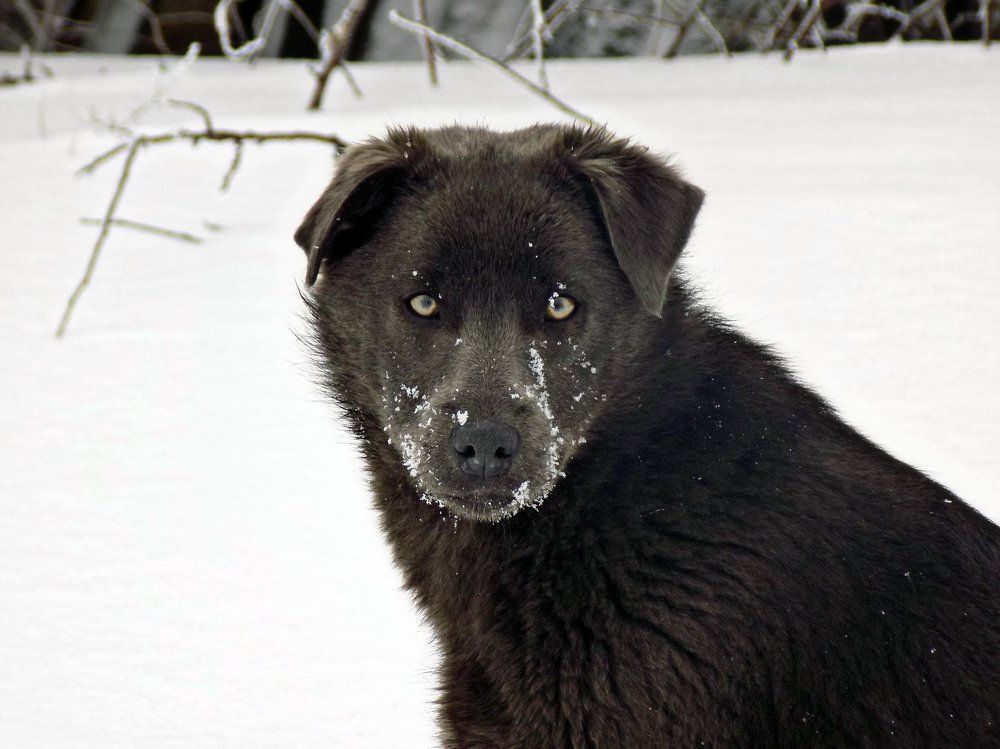 Жулька