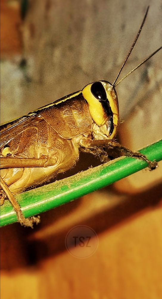 grasshopper