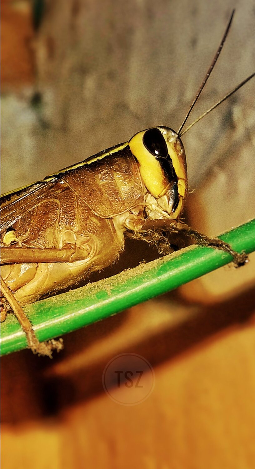 grasshopper