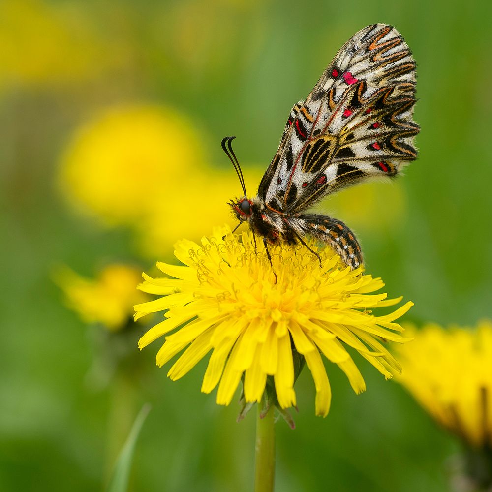 Photograph by Валерий Черняк