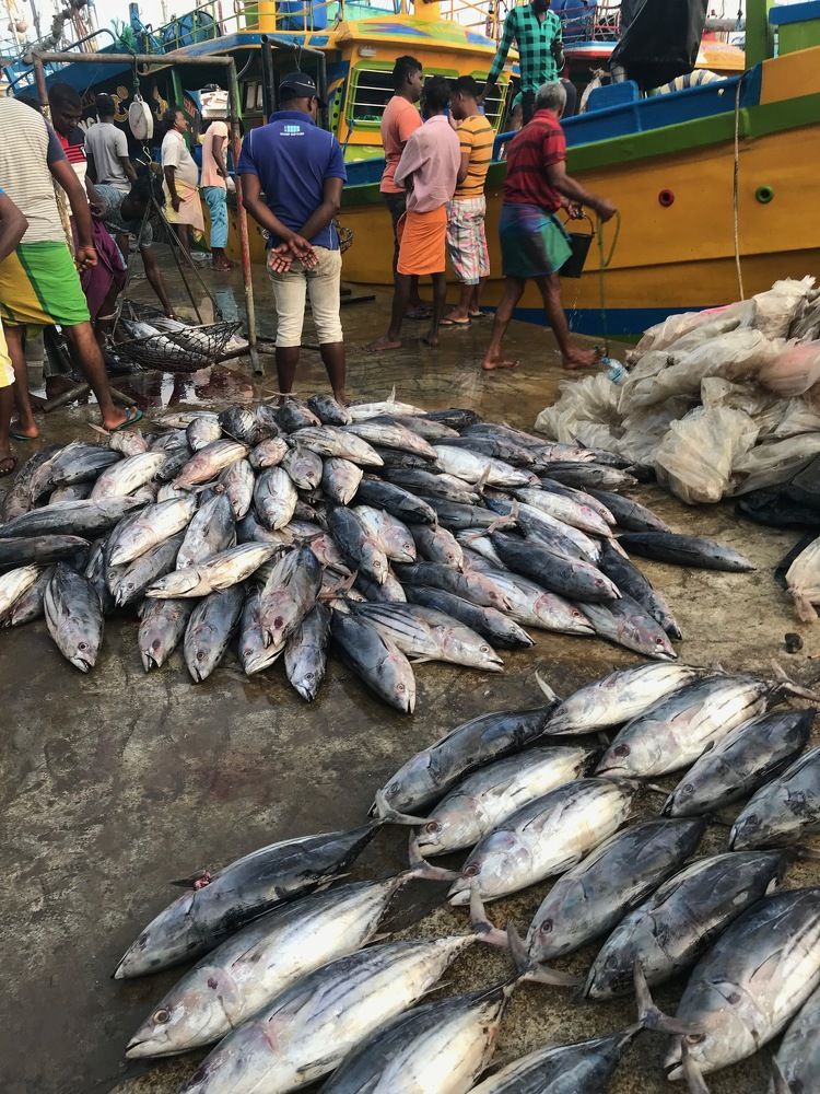 Рыбный рынок