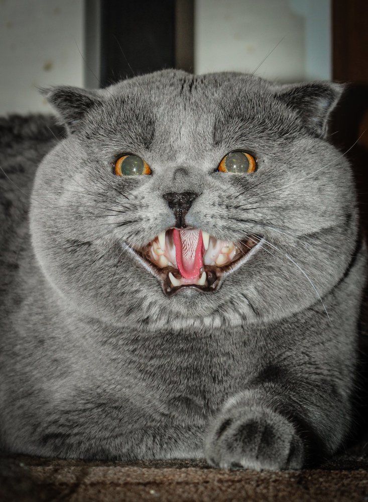 Кот сердится